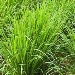 Jamarosa Root Essential Oil 1